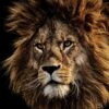 Lion Paint-by-Numbers Masterpiece - Image 2